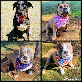 Puparazzi Snaps