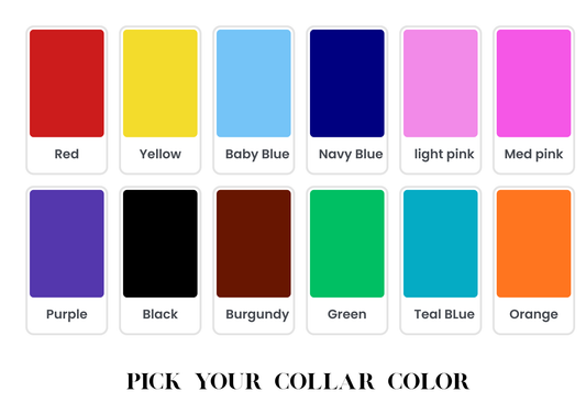 Stylish Collars and Leashes