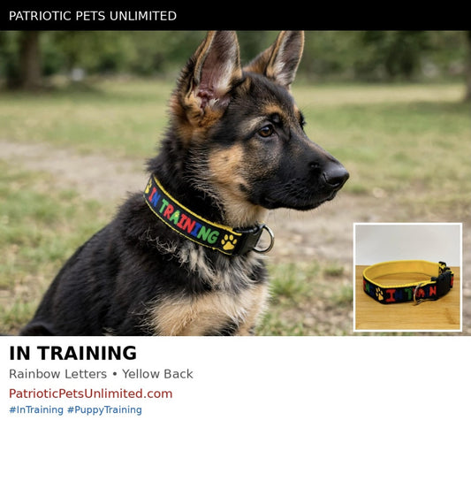 "In Training" Handmade Collar