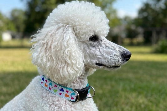 " Heart Explosion" Handmade Collar