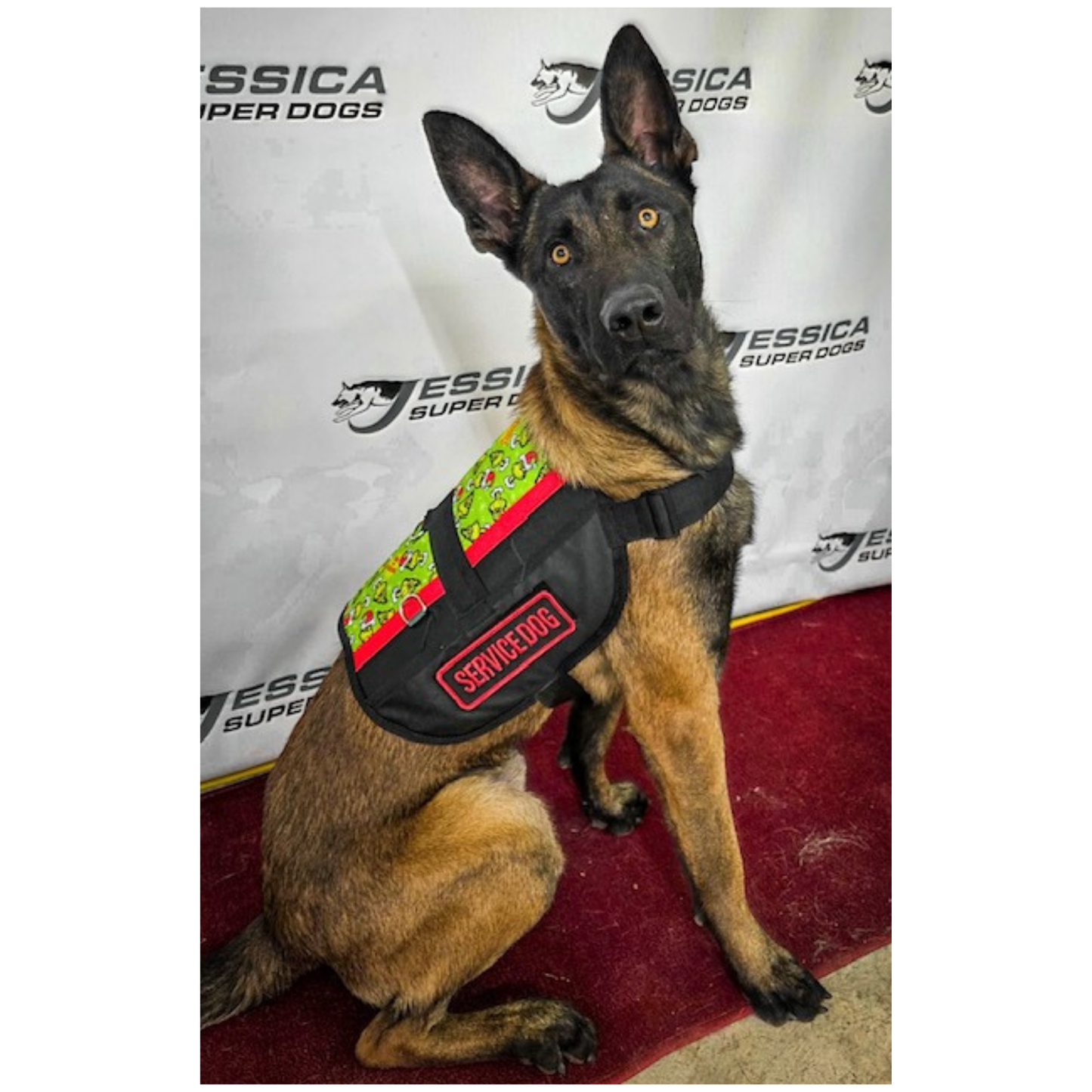 Custom Handmade service dog harnesses