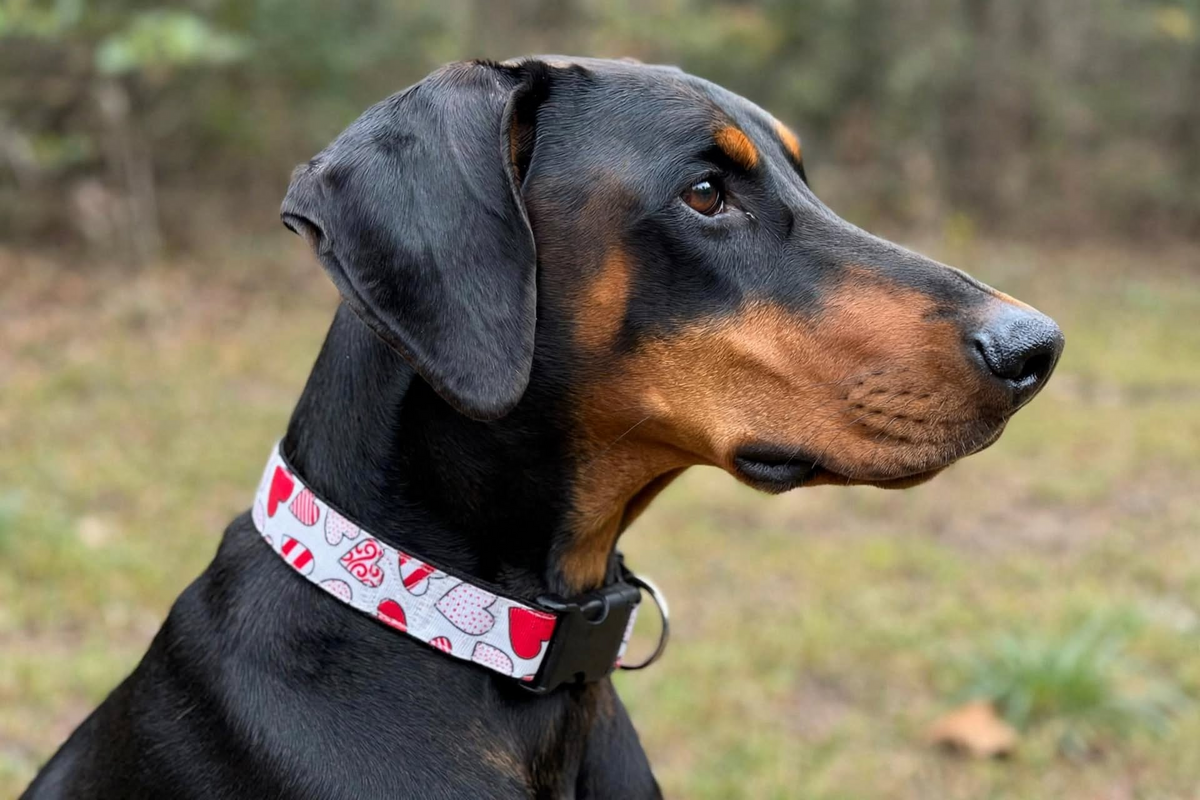 "Red Heart" Handmade Collar