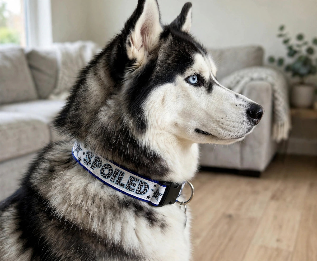 "Spoiled White" Handmade Collar