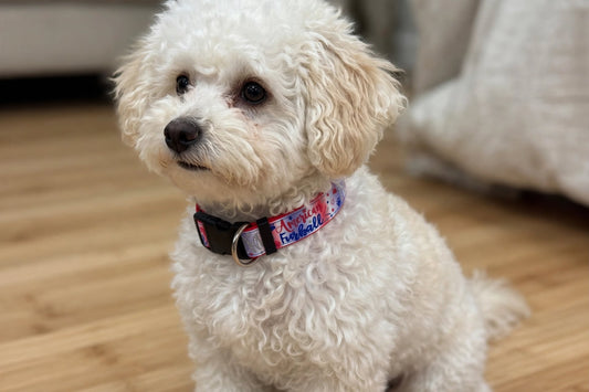 "American Furball" Handmade Collar