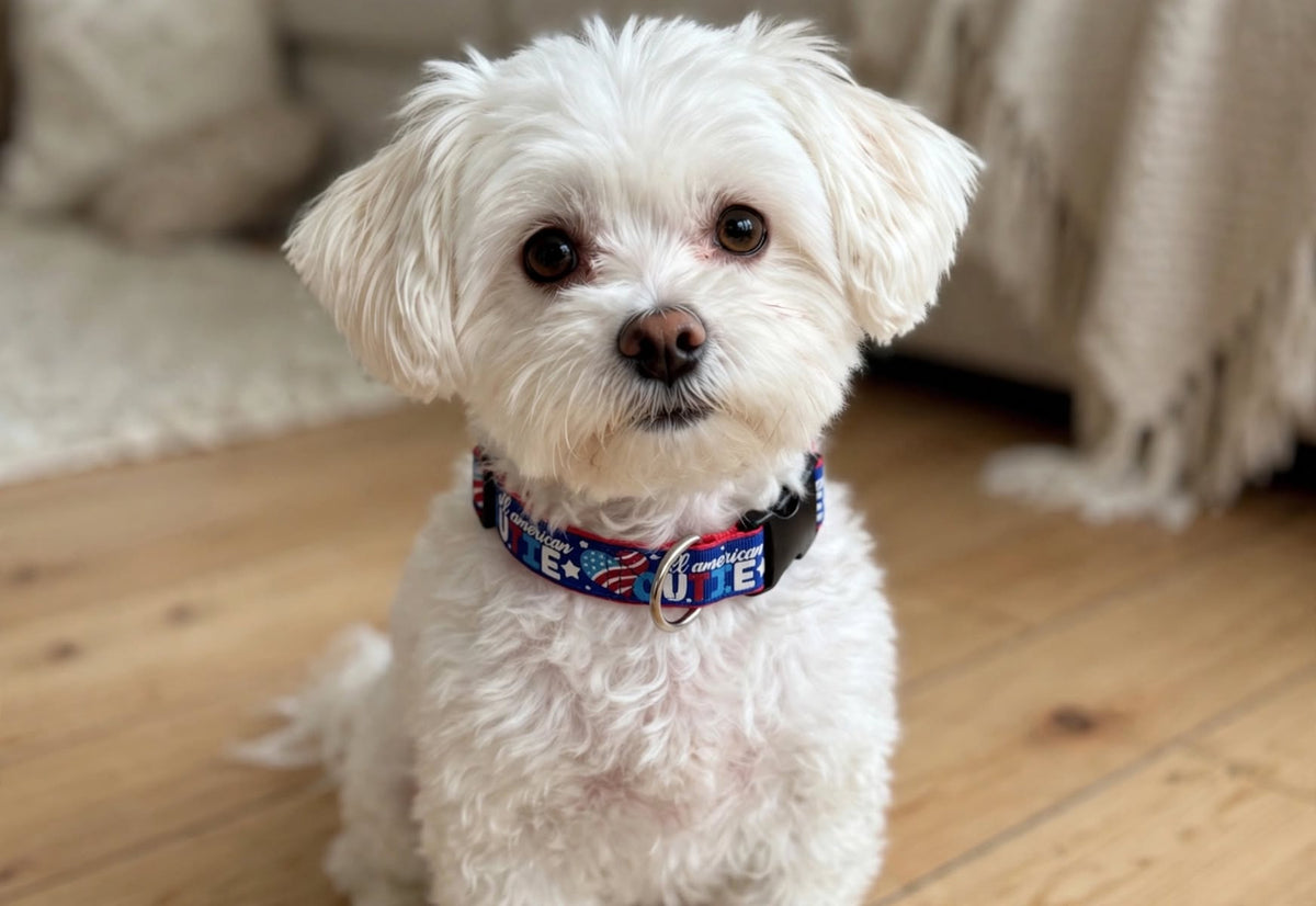 "All American Cutie" Handmade Collar